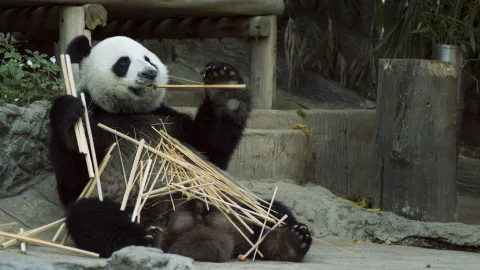 They eat more than they weigh: the 13 most voracious animals