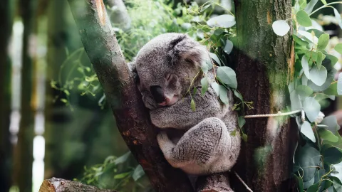 Chew and sleep. How one of the dumbest animals on the planet lives