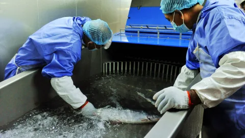 A &laquo;zombie salmon&raquo; that frightened scientists was found at a fish farm in Europe