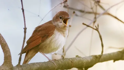 Name that tune: how to recognize a bird by its song