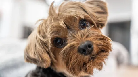 What cuties: 12 kinds of Yorkies that will melt your heart