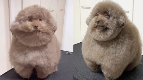 Forever Guilty and Perfectly Round: A Toy Poodle From Japan Has Become an Internet Star