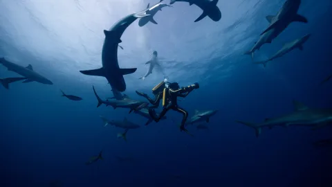 Secrets of the seas and oceans: 10 films about the underwater world