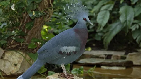 Crests, fringes and feather beards: the 7 strangest birds