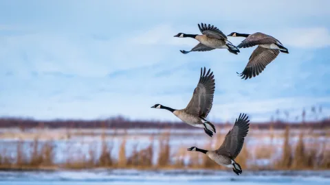 Seasonal flights: why birds migrate, where they head, and how they remember their routes