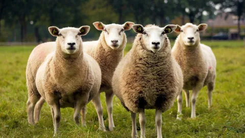 They Eat Everything but Lavender and Rosemary: Voracious Sheep Terrorize an Entire Village for Ten Years