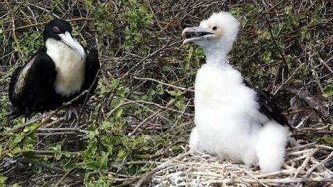 Nature's sleepless ones: animals that are always awake