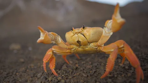 Christmas Island: all covered in crabs, absolutely all of it