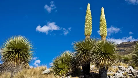 Seeing them in bloom is a stroke of great luck: 7 plants that blossom extremely rarely
