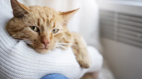 They catch the faintest atmospheric vibrations: how cats react to the weather