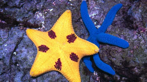 Thousands of eyes and water instead of blood: facts about starfish that will surprise you