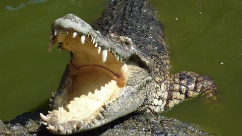 Spielberg never dreamed of it: animals with the most powerful jaws will bite right through you without a second thought