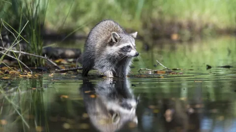 "What a Stubborn Little Beast: Comes Dinner, Comes Laundry." What and Why Does the Raccoon Wash?