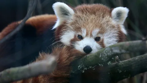 Little creatures you want to cuddle: the 15 cutest animals in the world