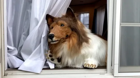 How the Japanese Man Who Paid 1 Million Rubles to Turn Into a Dog Lives