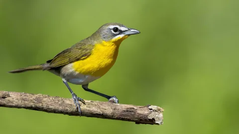 Listen closely: 5 birds that sing surprisingly sweetly at night