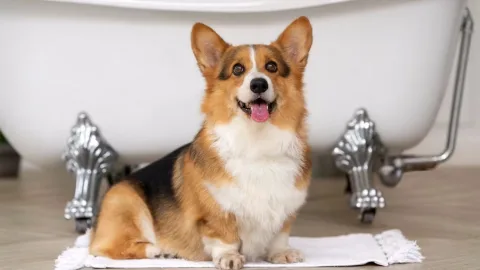 A built-in flotation device: science explains why corgis need a «round butt» – video